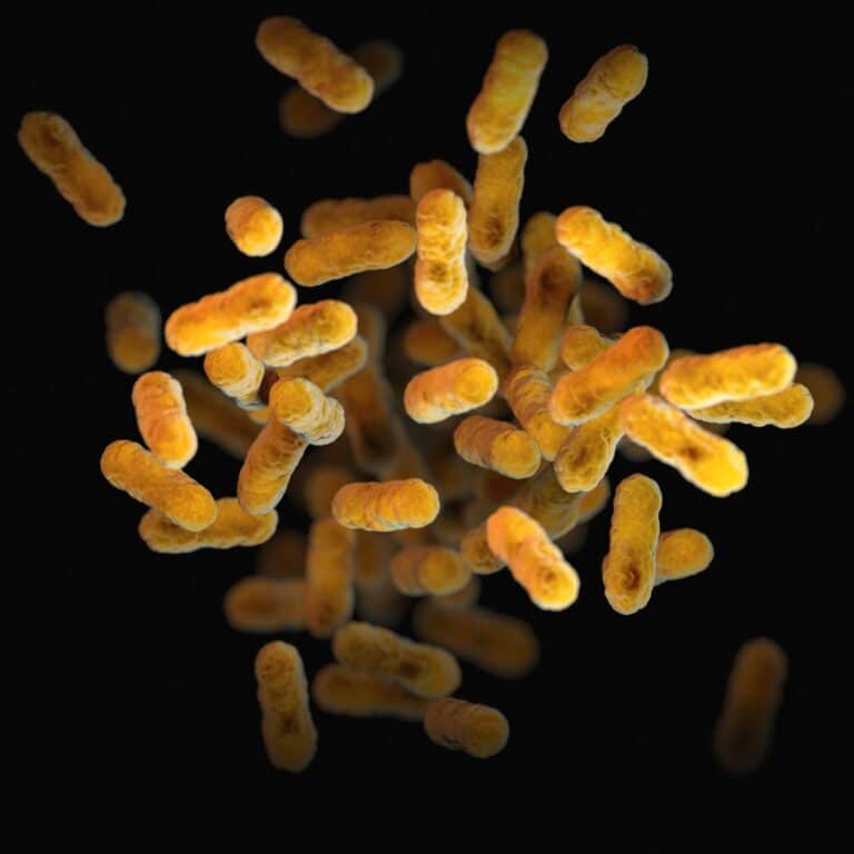 Gesunde Darmbakterien – Lactobacillus, Bifidobakterien, E. Coli, Streptococcus