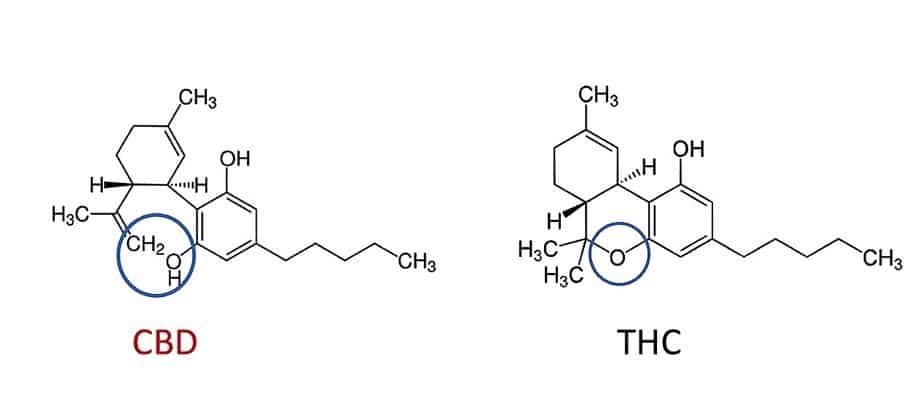 cbd thc unterschied chemie